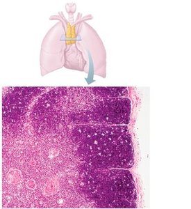 Thymus structure and histology
