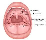 Tonsils in the pharyngeal region
