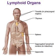 Lymphoid organs in the human body