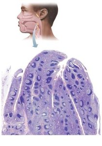 Histology of palatine tonsil