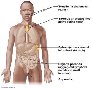 Aggregates of lymphoid follicles in Peyer's patches and appendix
