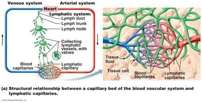 Structural relationship between blood capillaries and lymphatic capillaries