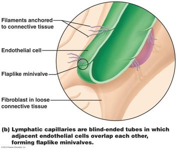 Structure of lymphatic capillaries with minivalves
