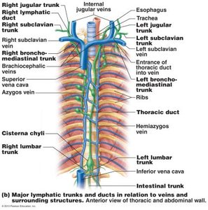 Major lymphatic trunks and ducts in relation to veins