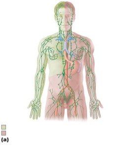 Diagram of the lymphatic system showing vessels and nodes