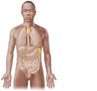 Lymphoid organs: tonsils, thymus, spleen, Peyer's patches, appendix