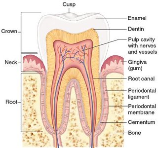 Longitudinal section of a tooth