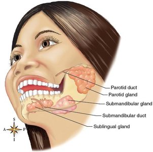 Location of salivary glands