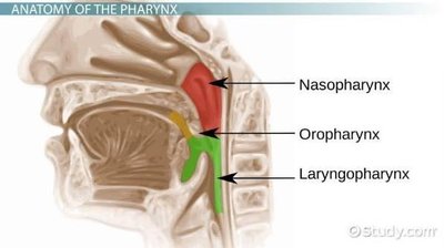 Segments of the pharynx