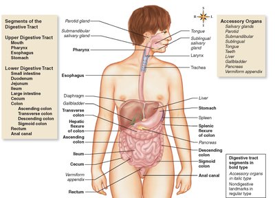 Anatomical diagram of digestive organs and accessory organs