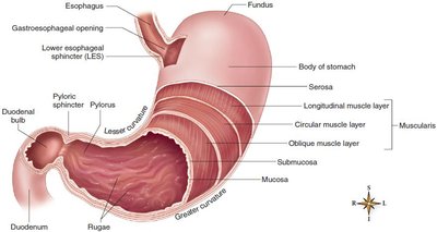 Anatomy of the stomach