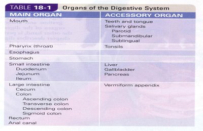 Table of main and accessory organs of the digestive system