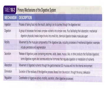 Table of primary mechanisms of the digestive system