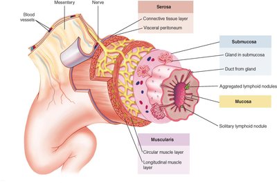 Cross-section of digestive tract wall showing four layers