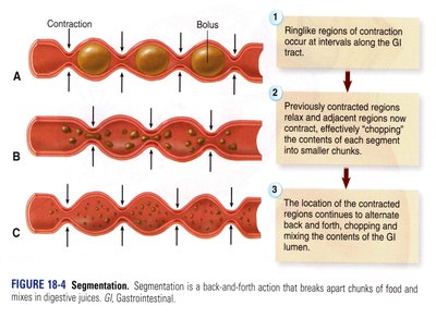 Diagram of segmentation in the digestive tract