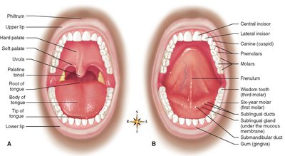 Anatomy of the mouth and oral cavity