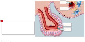 Choroid plexus and CSF production