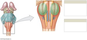 Anterior view of the medulla oblongata