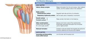 Posterolateral view of the medulla oblongata