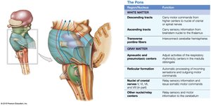 The pons and its relationship to other brain structures