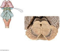 Transverse section of the midbrain
