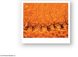 Purkinje cells in the cerebellar cortex