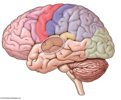 Lateral view of the brain showing thalamic input regions