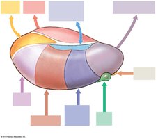 Thalamic nuclei and their connections