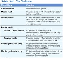 Table of thalamic nuclei and functions