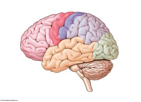 Lateral view with precentral and postcentral gyri