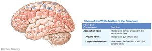 Lateral view of white matter fibers