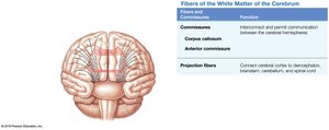 Anterior view of white matter fibers