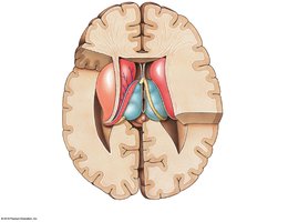 Superior view of basal nuclei in transverse section