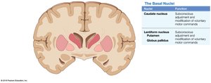 Frontal section showing basal nuclei