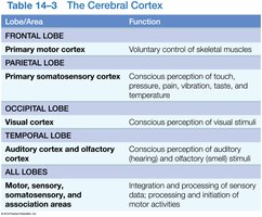 Table of cerebral cortex functions by lobe