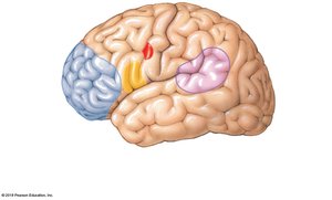 Language and prefrontal cortex areas