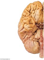 Origins of cranial nerves, part 1