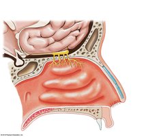 Olfactory nerve structures
