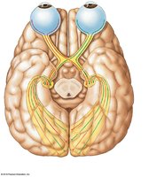 Optic nerve pathway