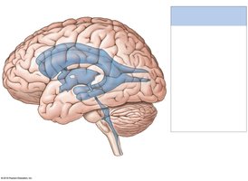 Lateral view of the ventricular system