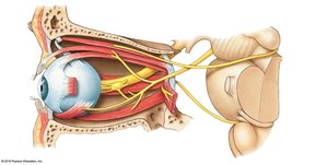 Cranial nerves controlling eye muscles