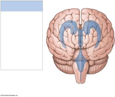 Anterior view of the ventricular system
