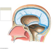 Diagram showing dural folds