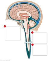 CSF circulation through brain and spinal cord