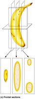 Frontal sections of banana