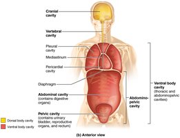 Dorsal and ventral body cavities (anterior view)