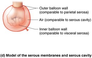 Model of serous membranes and serous cavity