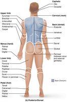 Posterior view of body regions