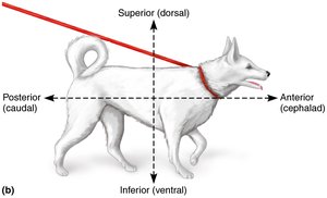 Directional terms on animal figure