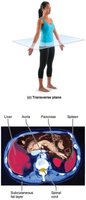Frontal and transverse planes